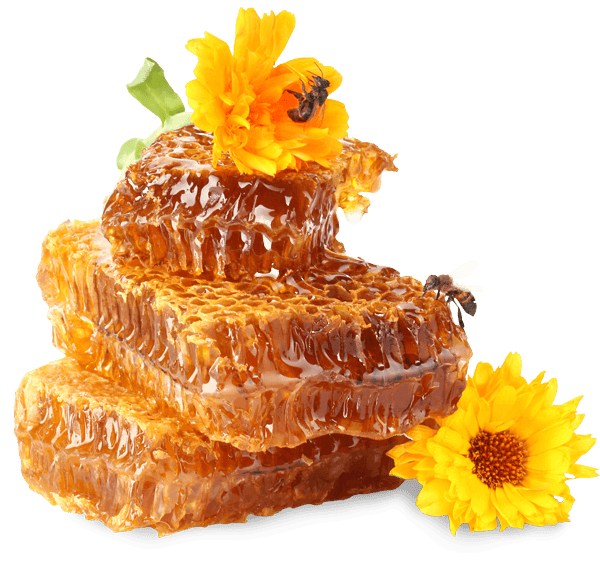 Vorster Honigschmiede Echter Deutscher Honig Bienenhonig DIB Deutscher Imker Bund Liebig Glatzlef Detlef van Bernum Birgit van Bernum Vorst Hexenland Honig Hexenland Imker Hexenland Biene Vorster-Honigschmiede