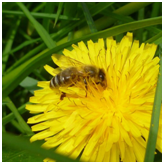 VorsterDekoSchmiede Vorster DekoSchmiede Vorster Deko Schmiede Imker Imkerei Vorster Honigschmiede Detlef van Bernum Birgit van Bernum Vorster Honigschmiede Echter Deutscher Honig Bienenhonig DIB Deutscher Imker Bund Liebig Glatzlef Detlef van Bernum Birgit van Bernum Vorst Hexenland Honig Hexenland Imker Hexenland Biene Vorster-Honigschmiede