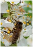 VorsterDekoSchmiede Vorster DekoSchmiede Vorster Deko Schmiede Imker Imkerei Vorster Honigschmiede Detlef van Bernum Birgit van Bernum Vorster Honigschmiede Echter Deutscher Honig Bienenhonig DIB Deutscher Imker Bund Liebig Glatzlef Detlef van Bernum Birgit van Bernum Vorst Hexenland Honig Hexenland Imker Hexenland Biene Vorster-Honigschmiede